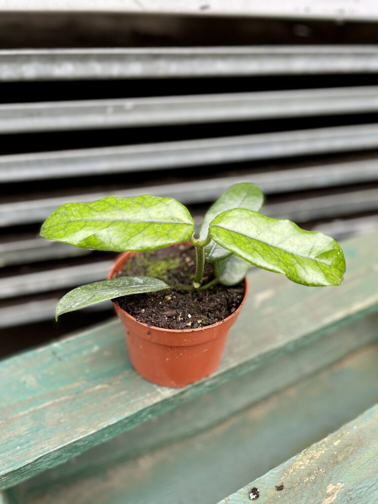 Zdjęcie rosliny doniczkowej Hoya villosa, ujęcie 3