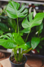 Zdjęcie rosliny doniczkowej Monstera deliciosa (Monstera dziurawa), ujęcie 1