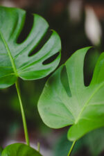 Zdjęcie rosliny doniczkowej Monstera deliciosa (Monstera dziurawa), ujęcie 2