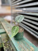 Zdjęcie doniczki lub oslonki: osłonka spots green, ujęcie 2