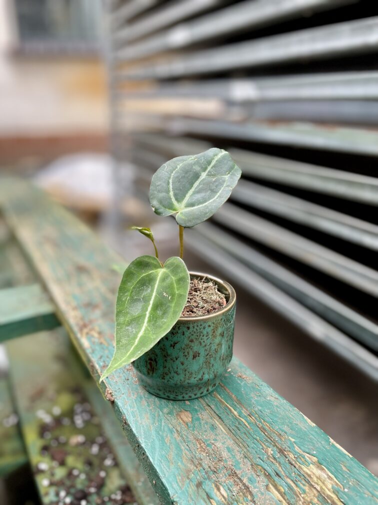 Zdjęcie doniczki lub oslonki: osłonka spots green, ujęcie 2