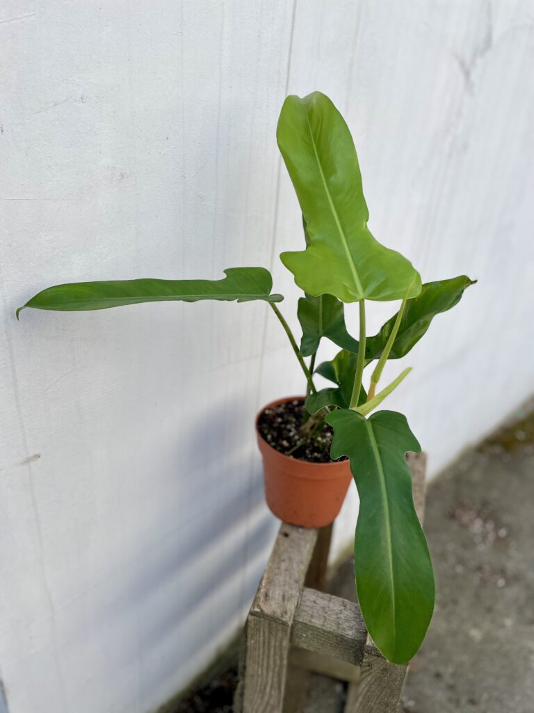 pothos pictures Epipremnum aureum 'Neon' Pothos (4" Pot)