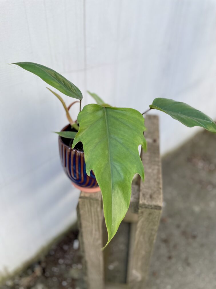 Zdjęcie rosliny doniczkowej Philodendron Mayoi, ujęcie 2
