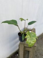 Zdjęcie rosliny doniczkowej Philodendron Mayoi, ujęcie 3