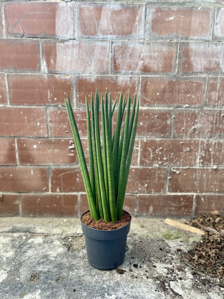Zdjęcie rosliny doniczkowej Sansevieria Cylindrica Spaghetti, ujęcie 1