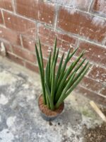 Zdjęcie rosliny doniczkowej Sansevieria Cylindrica Spaghetti, ujęcie 2