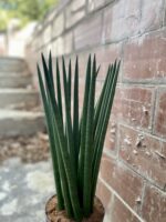 Zdjęcie rosliny doniczkowej Sansevieria Cylindrica Spaghetti, ujęcie 3