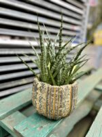 Zdjęcie rosliny doniczkowej Sansevieria Fernwood Punk, ujęcie 1