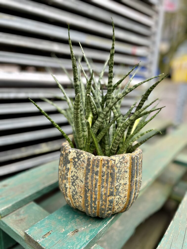 Zdjęcie rosliny doniczkowej Sansevieria Fernwood Punk, ujęcie 1
