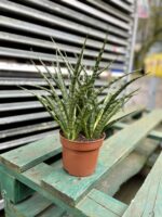Zdjęcie rosliny doniczkowej Sansevieria Fernwood Punk, ujęcie 2