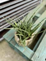 Zdjęcie rosliny doniczkowej Sansevieria Fernwood Punk, ujęcie 3