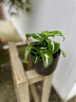 Zdjęcie rosliny doniczkowej Syngonium Wendlandii, ujęcie 1