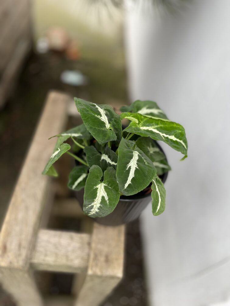 Zdjęcie rosliny doniczkowej Syngonium Wendlandii, ujęcie 2