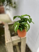 Zdjęcie rosliny doniczkowej Syngonium Wendlandii, ujęcie 3