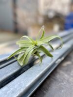 Zdjęcie rosliny doniczkowej Tillandsia streptophylla, ujęcie 1