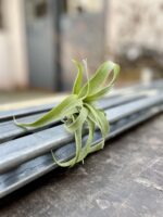 Zdjęcie rosliny doniczkowej Tillandsia streptophylla, ujęcie 2