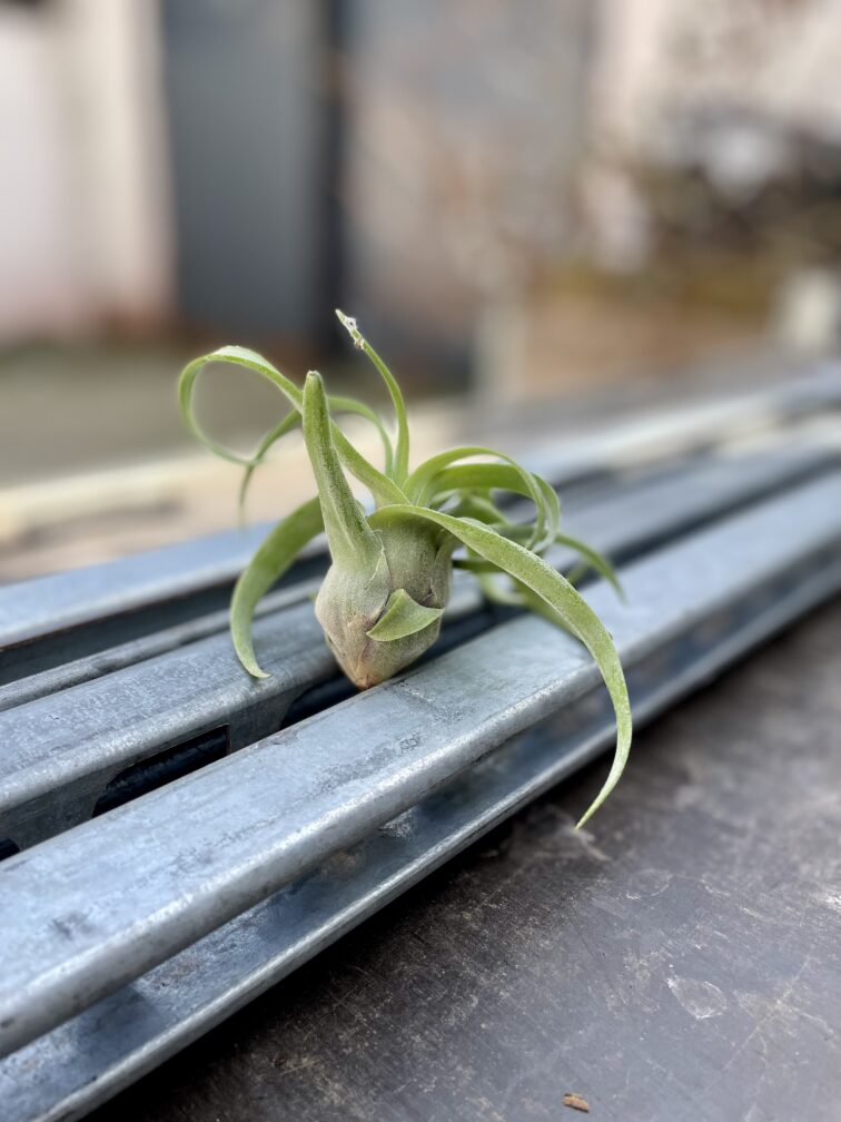 Zdjęcie rosliny doniczkowej Tillandsia streptophylla, ujęcie 3