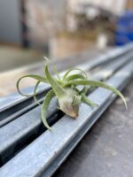 Zdjęcie rosliny doniczkowej Tillandsia streptophylla, ujęcie 4