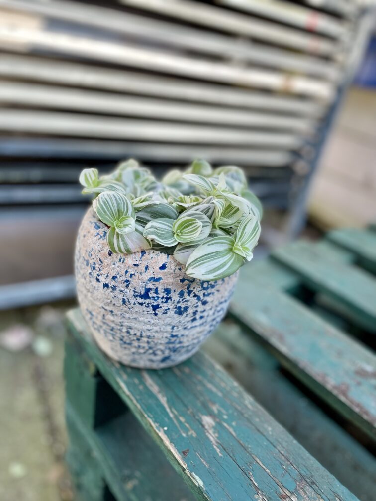 Zdjęcie rosliny doniczkowej Tradescantia Brightness, ujęcie 1