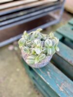 Zdjęcie rosliny doniczkowej Tradescantia Brightness, ujęcie 2