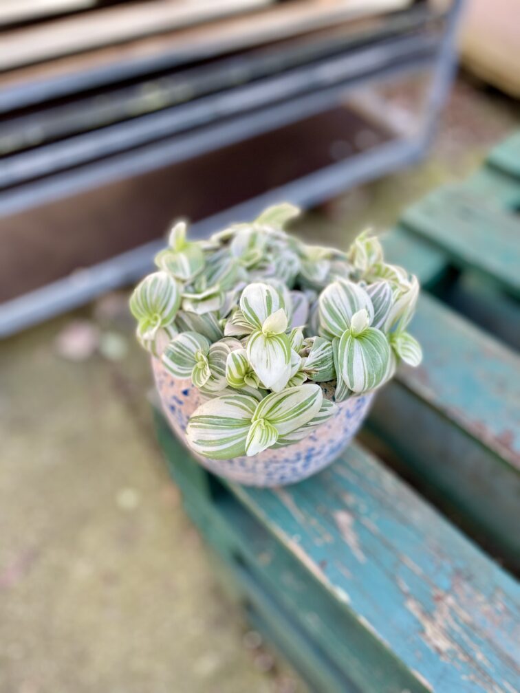 Zdjęcie rosliny doniczkowej Tradescantia Brightness, ujęcie 2