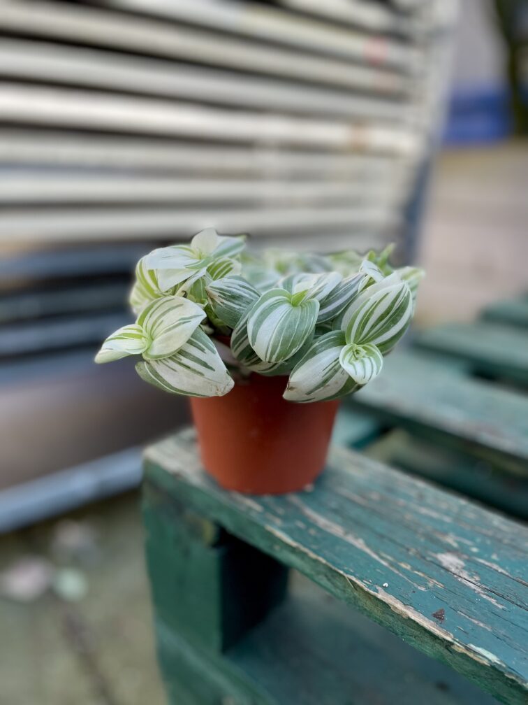Zdjęcie rosliny doniczkowej Tradescantia Brightness, ujęcie 3