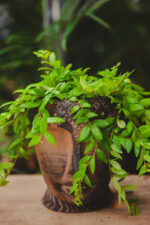 Zdjęcie rosliny doniczkowej Aeschynanthus japhrolepis, ujęcie 2