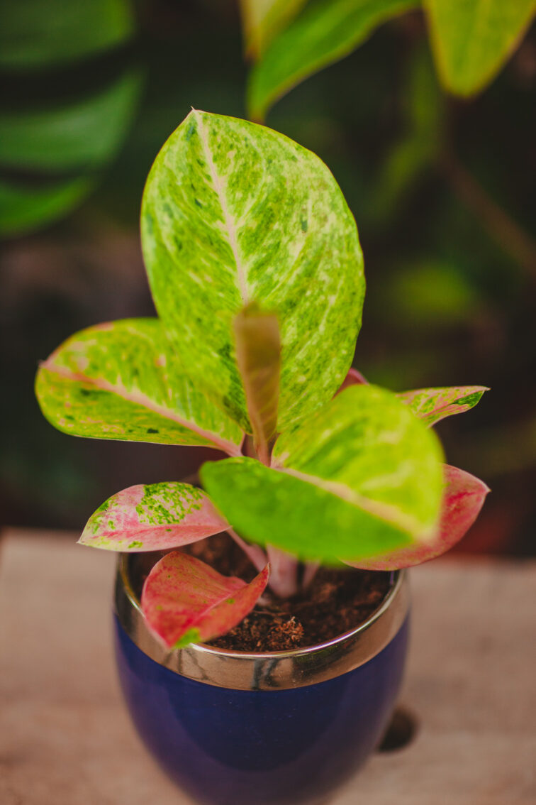 Zdjęcie rosliny doniczkowej Aglaonema Apple Fantasy, ujęcie 1