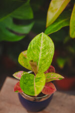 Zdjęcie rosliny doniczkowej Aglaonema Apple Fantasy, ujęcie 2