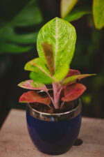 Zdjęcie rosliny doniczkowej Aglaonema Apple Fantasy, ujęcie 3