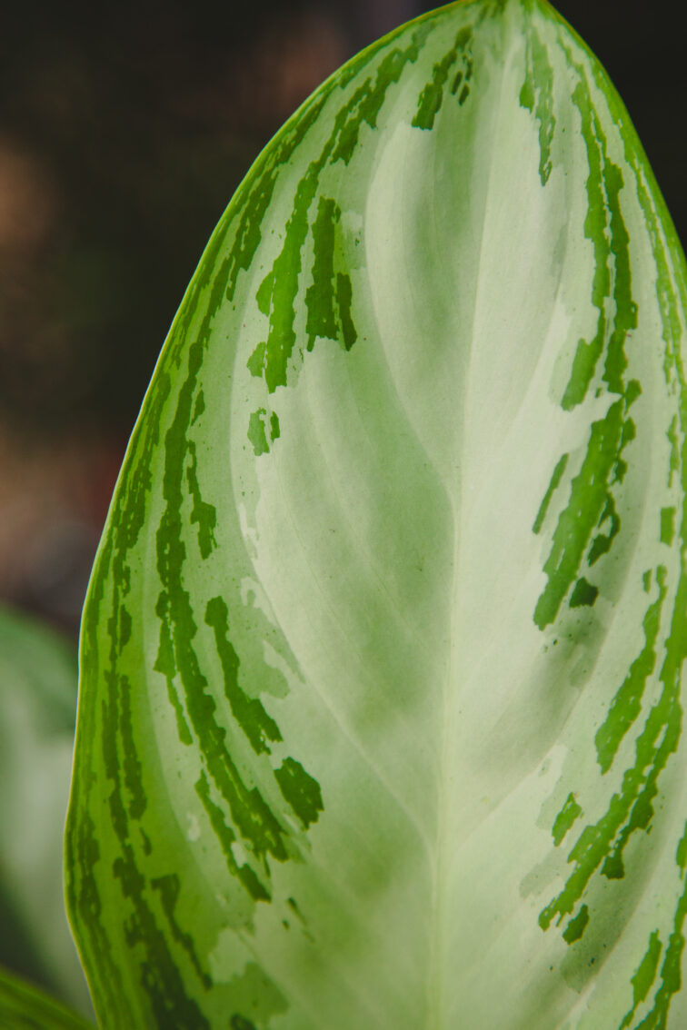 Zdjęcie rosliny doniczkowej Aglaonema Silver Bay, ujęcie 1