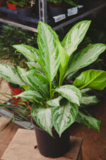 Zdjęcie rosliny doniczkowej Aglaonema Silver Bay, ujęcie 2