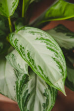 Zdjęcie rosliny doniczkowej Aglaonema Silver Bay, ujęcie 3