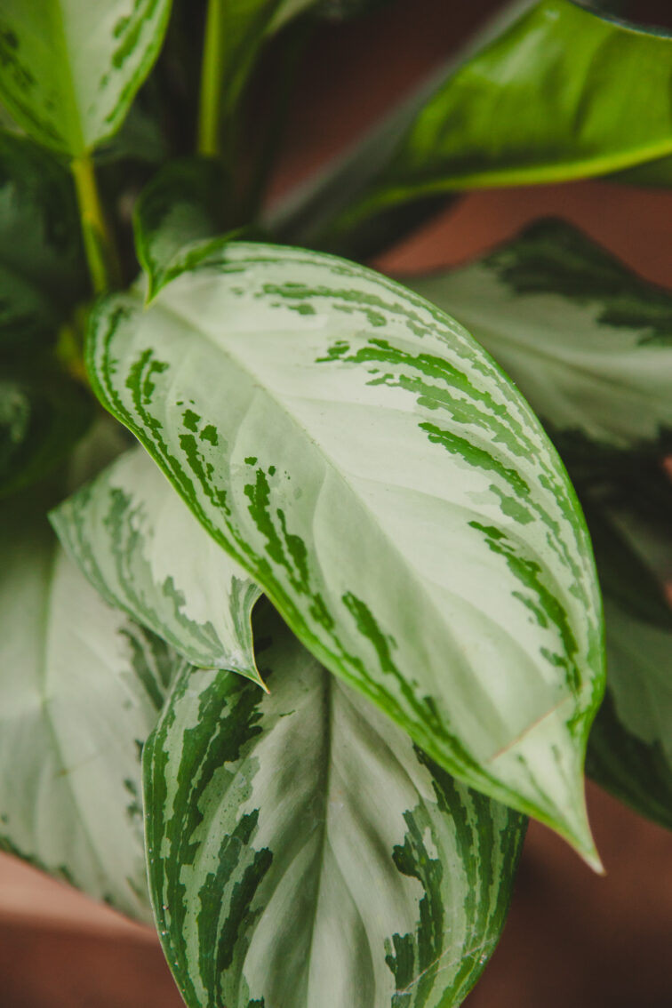 Zdjęcie rosliny doniczkowej Aglaonema Silver Bay, ujęcie 3