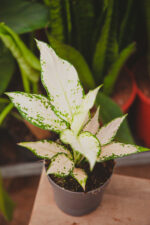 Zdjęcie rosliny doniczkowej Aglaonema Vanila Baby, ujęcie 1