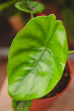 Zdjęcie rosliny doniczkowej Alocasia Green Shield, ujęcie 2