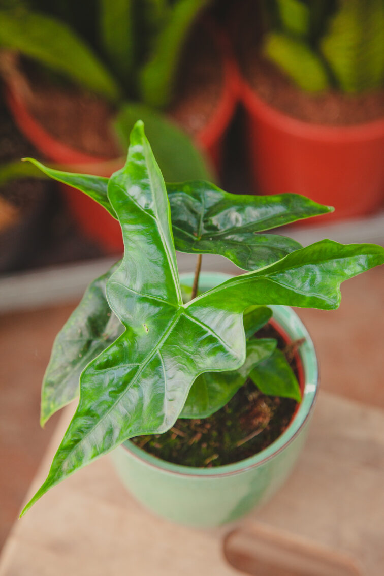 alocasia-nycteris-batwing_12x20-1_1712951785.jpg Zdjęcie rosliny doniczkowej Alocasia Nycteris Batwing, ujęcie 1