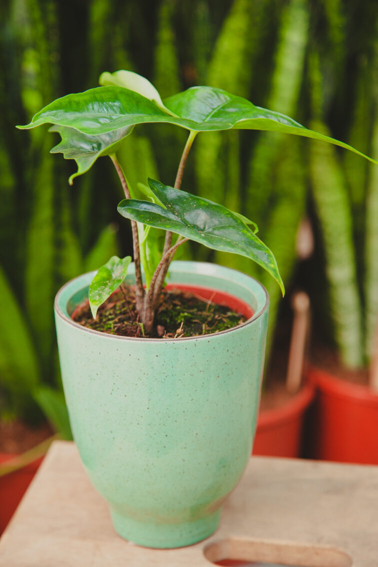 Zdjęcie rosliny doniczkowej Alocasia Nycteris Batwing, ujęcie 3