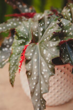 Zdjęcie rosliny doniczkowej Begonia Black Forrest, ujęcie 1