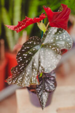 Zdjęcie rosliny doniczkowej Begonia Foliage Cracklin Rosie, ujęcie 1