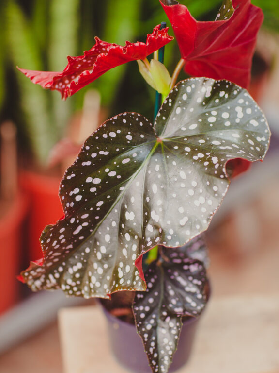 Zdjęcie rosliny doniczkowej Begonia Foliage Cracklin Rosie, ujęcie 1
