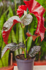 Zdjęcie rosliny doniczkowej Begonia Foliage Cracklin Rosie, ujęcie 2