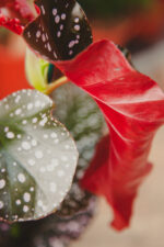 Zdjęcie rosliny doniczkowej Begonia Foliage Cracklin Rosie, ujęcie 3