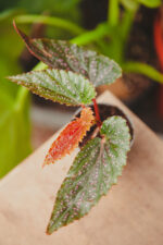 Zdjęcie rosliny doniczkowej Begonia maculata Pink spot, ujęcie 1