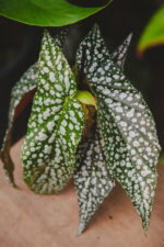 Zdjęcie rosliny doniczkowej Begonia Snow Capped, ujęcie 1