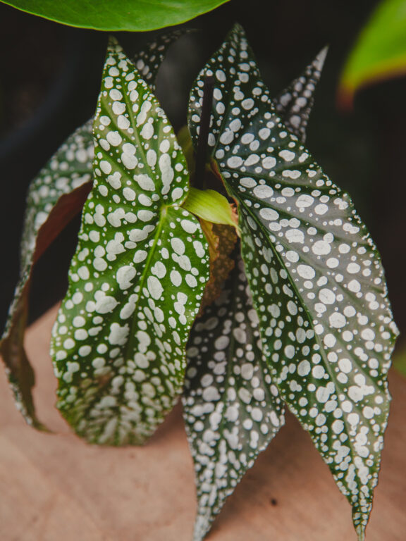 Zdjęcie rosliny doniczkowej Begonia Snow Capped, ujęcie 1