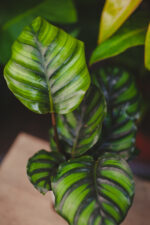 Zdjęcie rosliny doniczkowej Calathea fasciata, ujęcie 1