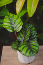 Zdjęcie rosliny doniczkowej Calathea fasciata, ujęcie 2