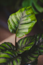 Zdjęcie rosliny doniczkowej Calathea fasciata, ujęcie 3