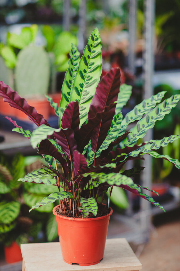 calathea-lancifolia_19x85-1_1714145480.jpg Zdjęcie rosliny doniczkowej Calathea lancifolia (Kalatea lancetolistna), ujęcie 1